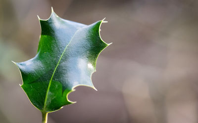 Close-up of maple leaf