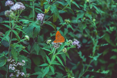 Close-up of butterfly pollinating on flower