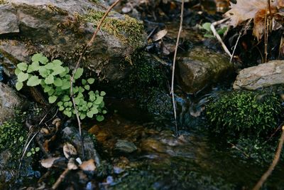 High angle view of moss growing on rocks