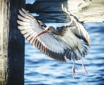 Close-up of bird flying