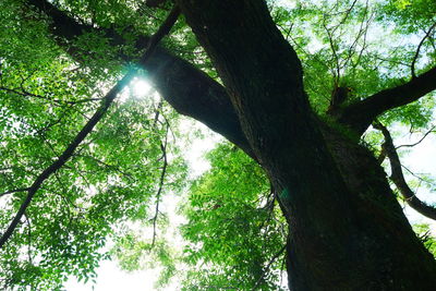 Low angle view of trees growing in forest