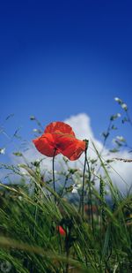 Close-up of red poppy blooming on field against clear blue sky