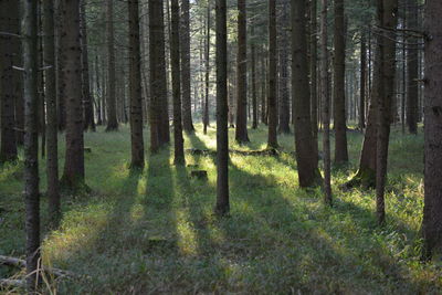 Pine trees in forest