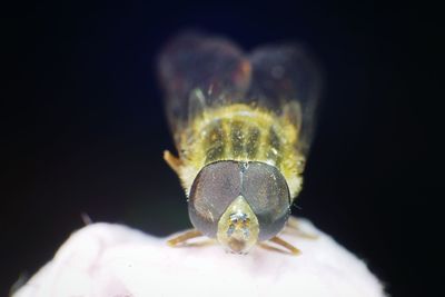 Close-up of insect on black background