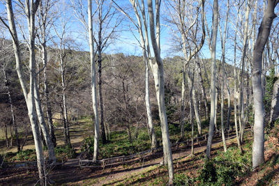 Bare trees in forest against sky