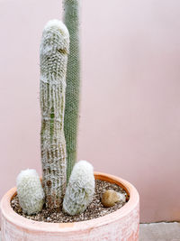 Cacti on the pink plain background