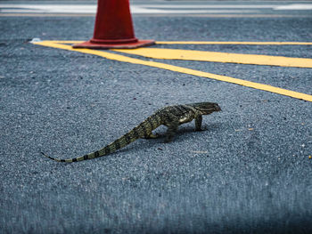 View of zebra crossing on road