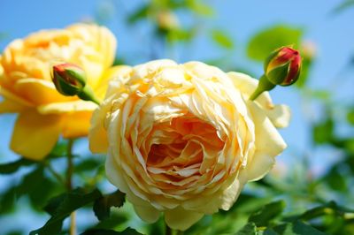 Close-up of yellow rose