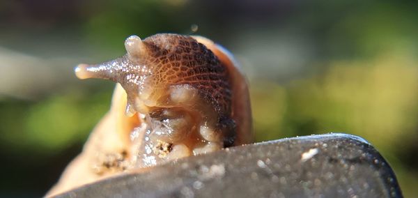 Close-up of snail