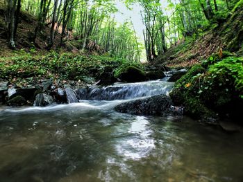 Stream flowing amidst trees in forest