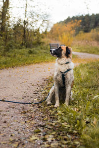 Dog standing on field