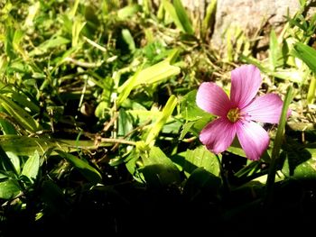 Close-up of pink flowers