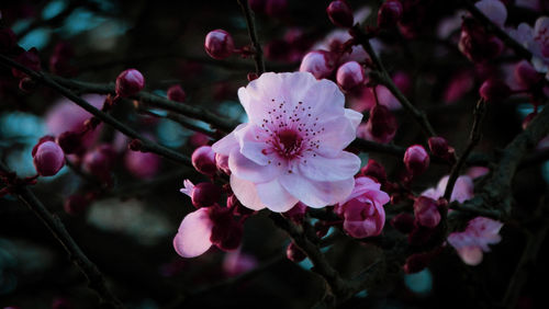 Close-up of pink cherry blossom