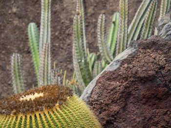 Lanzarote in spain