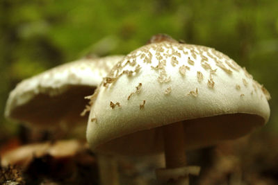 Close-up of mushroom growing on field