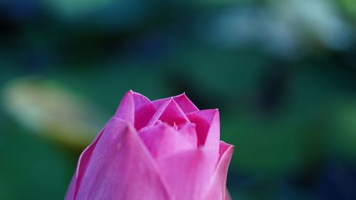 Close-up of pink lotus water lily