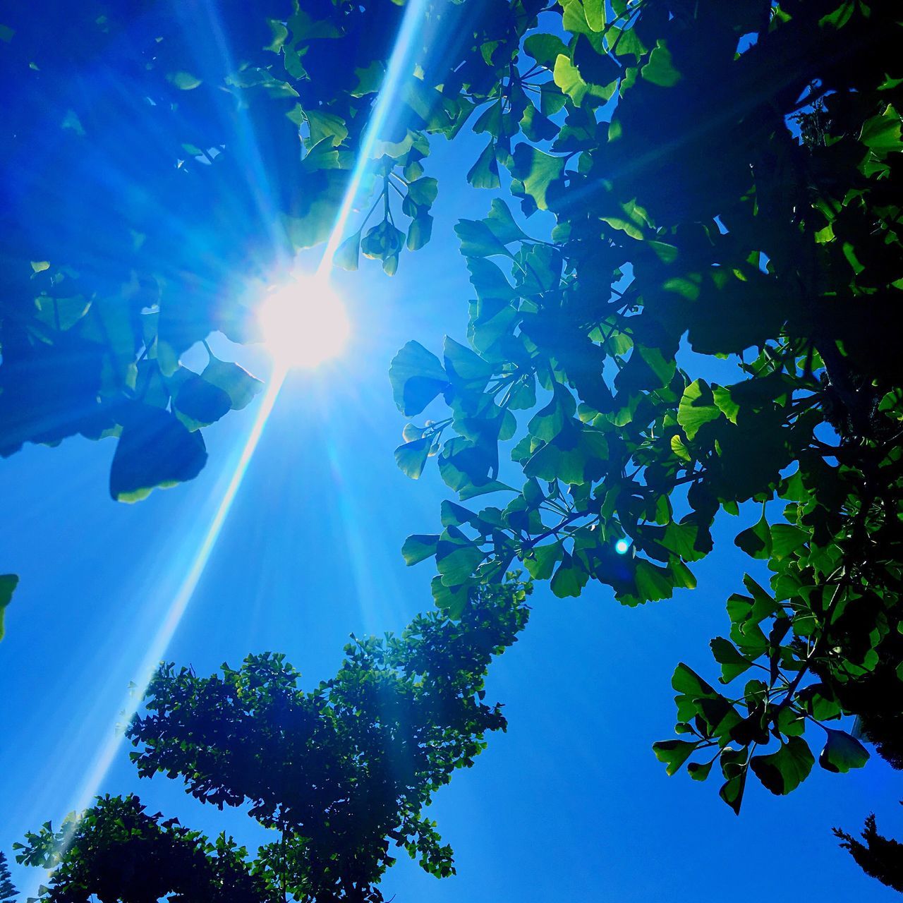 sun, sunbeam, low angle view, sunlight, lens flare, tree, blue, sunny, growth, bright, tranquility, nature, beauty in nature, clear sky, branch, sky, leaf, green color, day, scenics