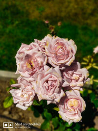 Close-up of rose bouquet