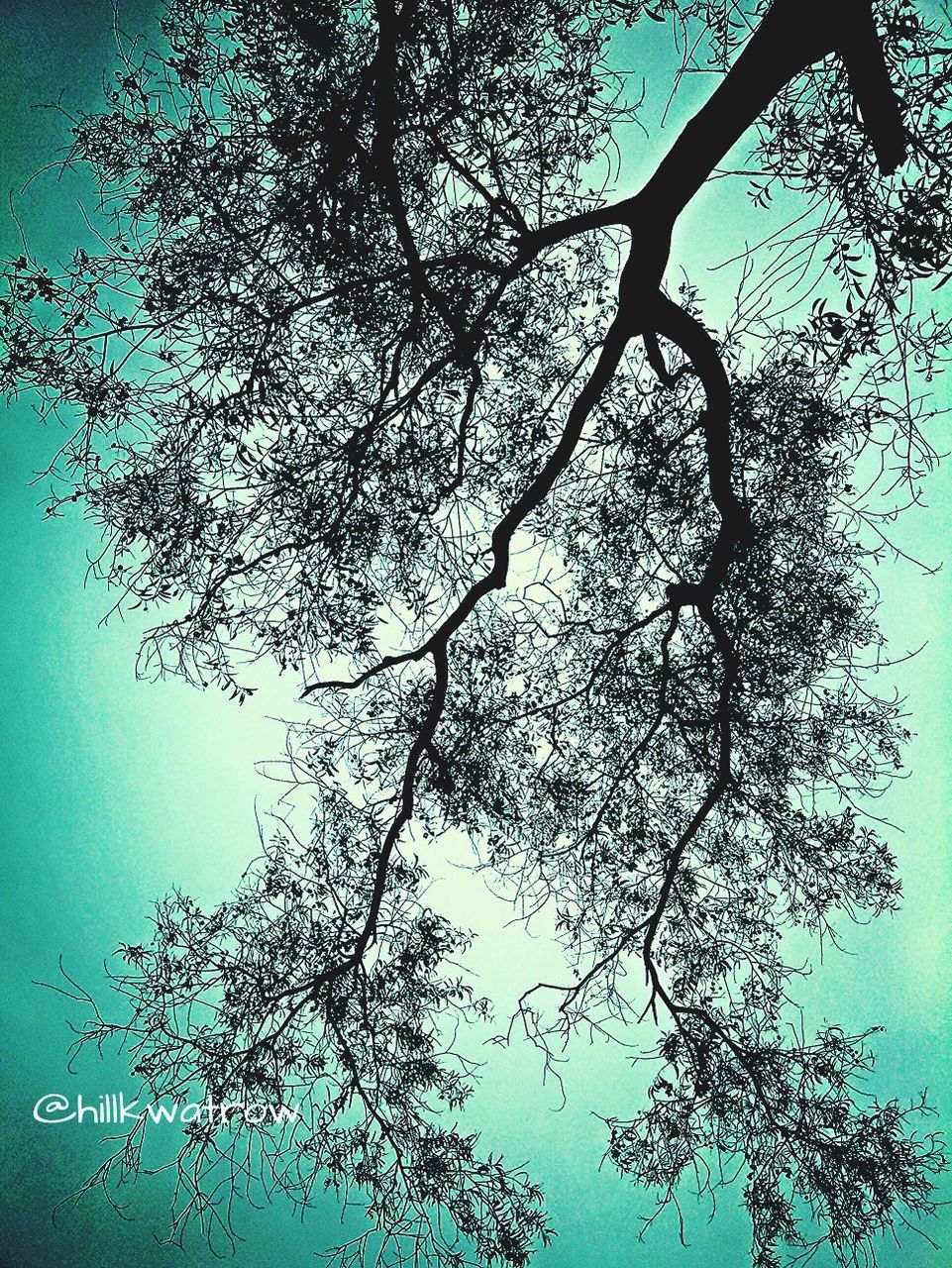 low angle view, tree, branch, growth, nature, sky, beauty in nature, tranquility, silhouette, blue, clear sky, scenics, outdoors, no people, day, treetop, high section, leaf, sunlight, tranquil scene