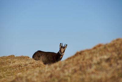 View of deer on field against clear sky