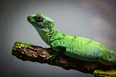 Close-up of lizard