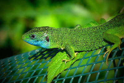 Close-up of green lizard