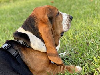 Close-up of a dog on field