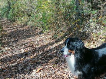 Black dog looking away in forest