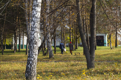 Trees on grassy field