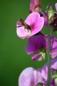 Close-up of bee pollinating on pink flower