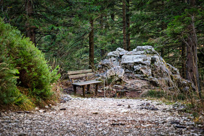 Footpath amidst trees in forest