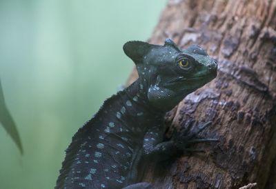 Close-up of lizard