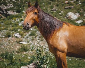 Side view of a horse on field