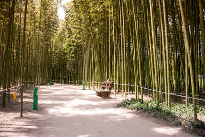 Road amidst bamboo trees