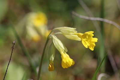 Close-up of yellow flowering plant on field