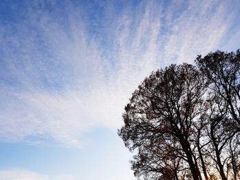 Low angle view of silhouette tree against sky