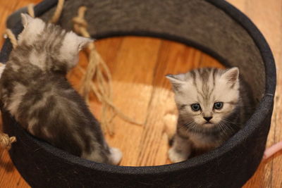 Portrait of a kitten