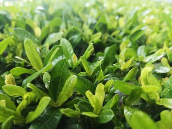 Close-up of green leaves