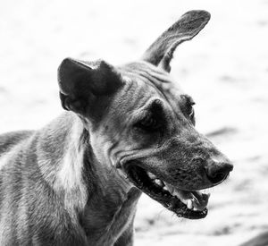 Close-up of dog against sky