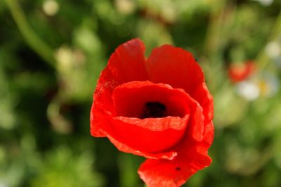 Close-up of red flower