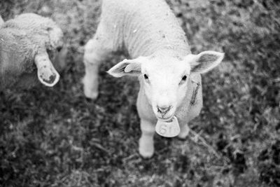 High angle portrait of sheep standing outdoors