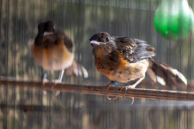 Close-up of birds perching on wood