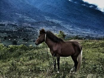 Horse standing on field