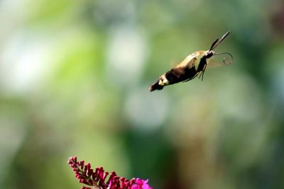 Close-up of insect pollinating on flower