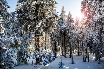 Snow covered trees in forest