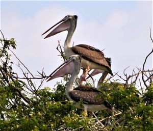 A pair of spot-billed pelican, scientific name pelecanus philippensis. kokkerabellur, karnataka.