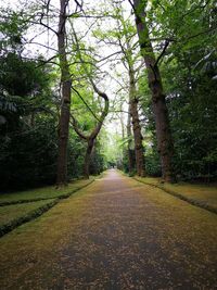 Road amidst trees in forest