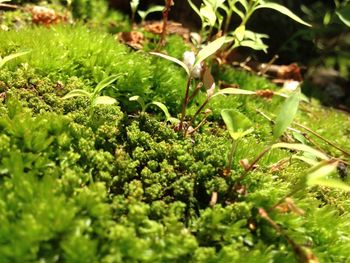 Close-up of plants