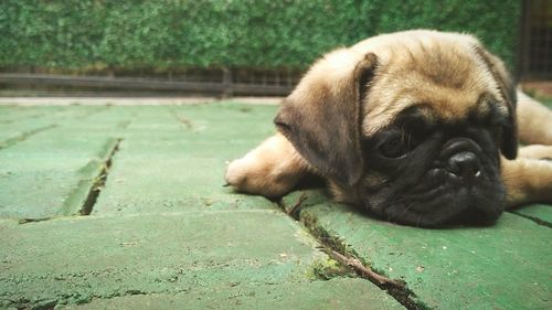 Close-up of dog