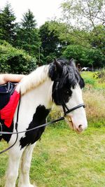 Horse on field